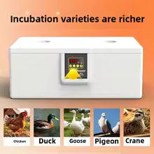 incubatrice