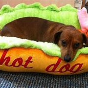 cuccia hot dog